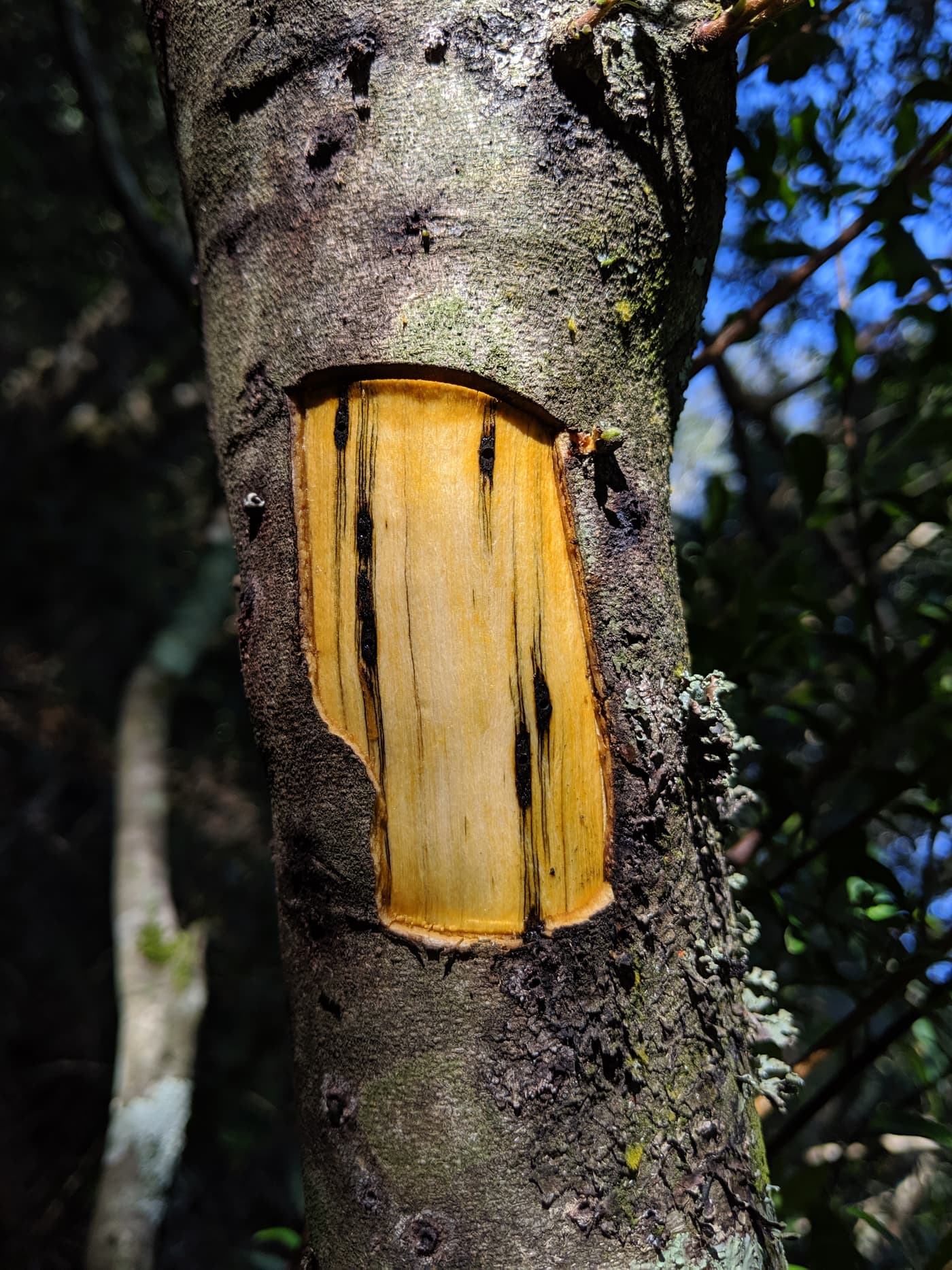 Diospyros glabra