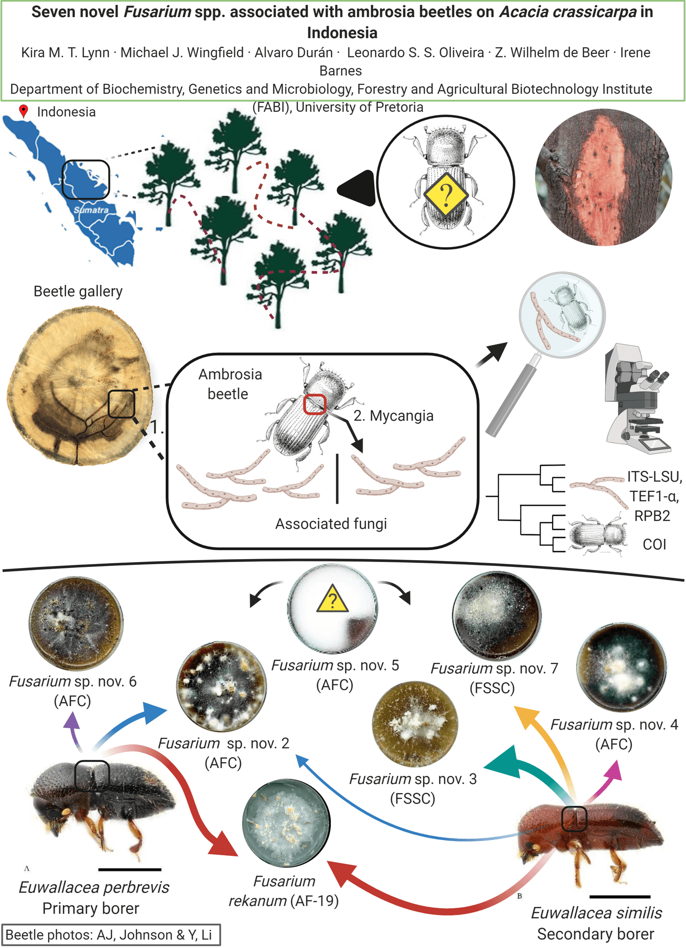 Mycological Society of America Graphical Abstract