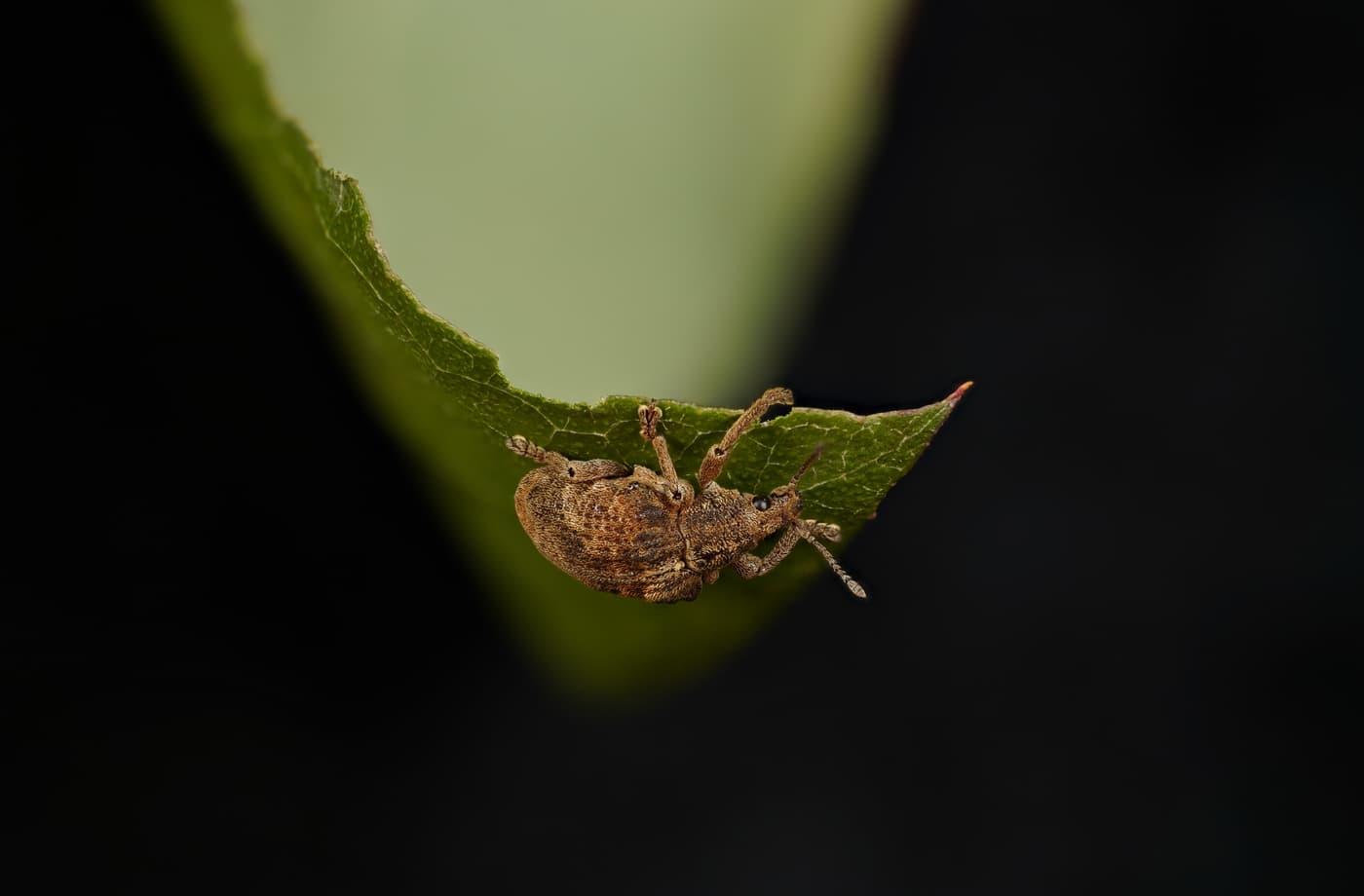 Gonypterus sp. 2: “Even the smallest one can change the world”