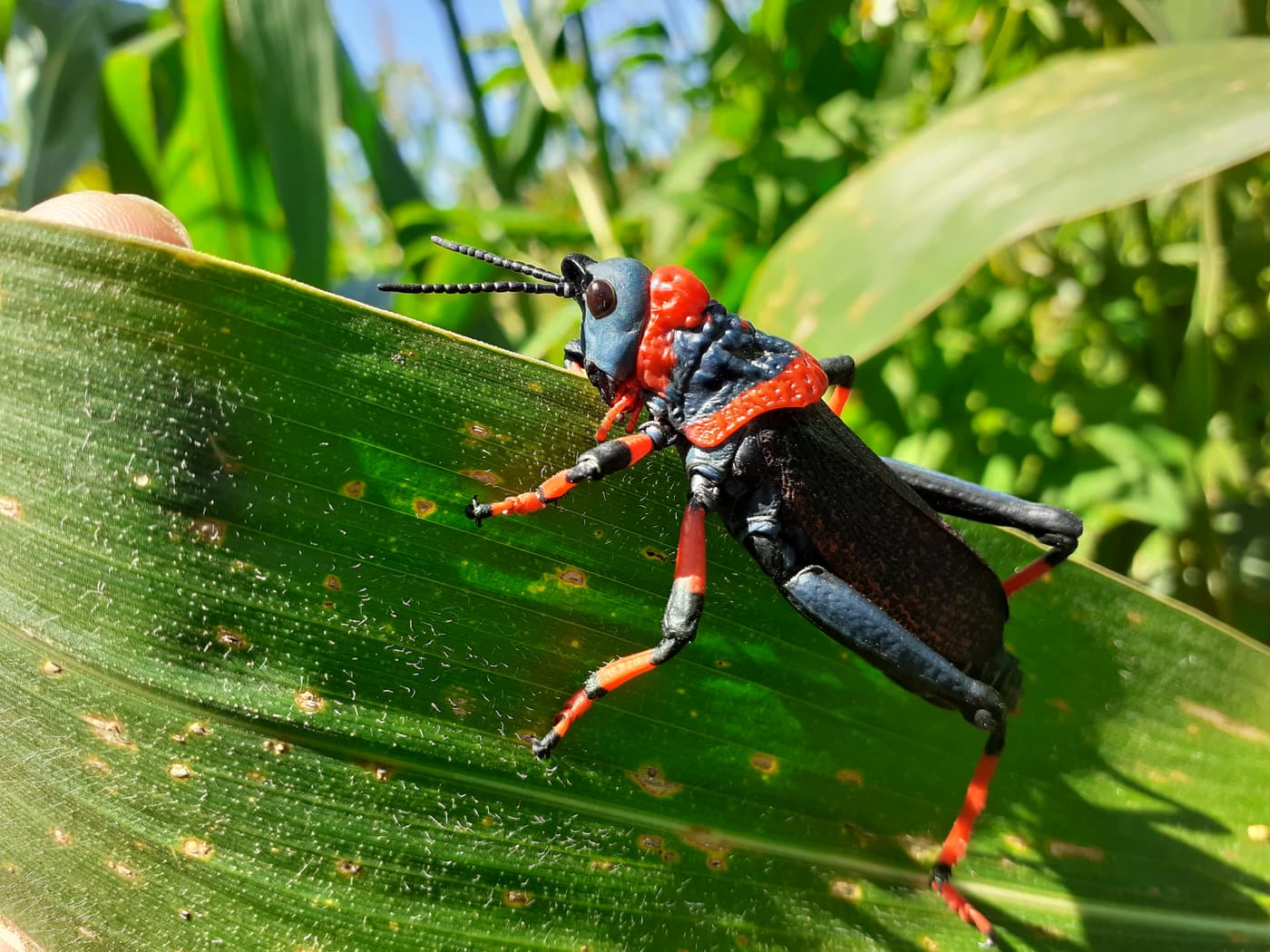 Grasshoppers on Maize