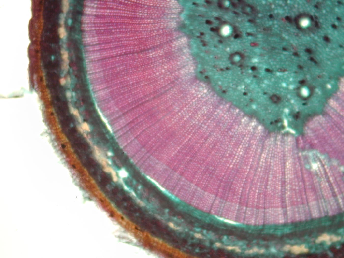 Ginkgo biloba stem cross section