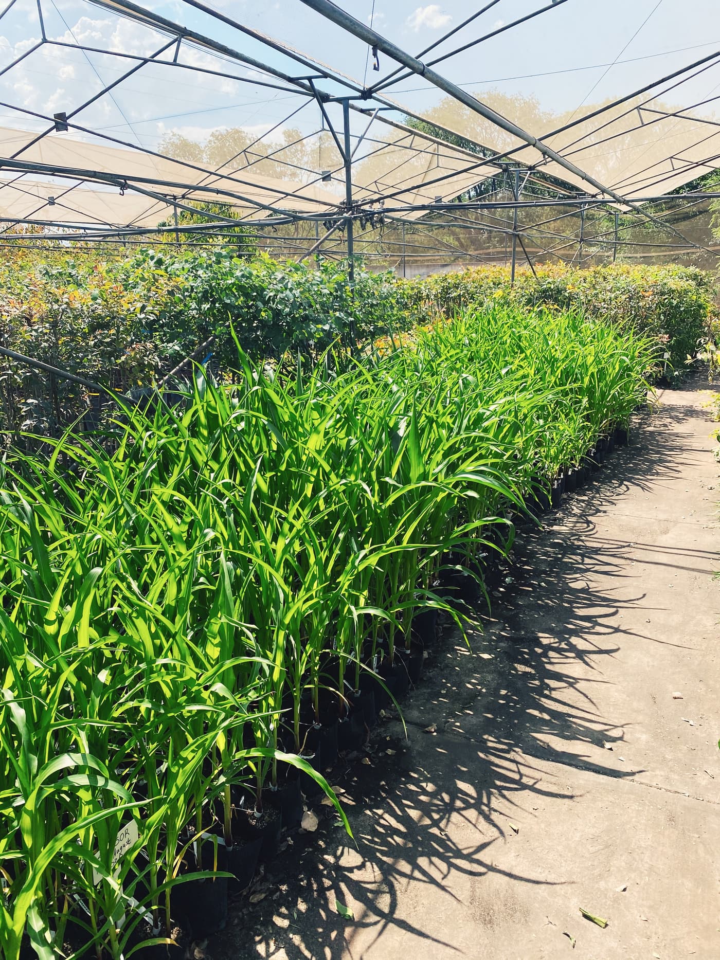 Maize planted out in preparation for artificial diet