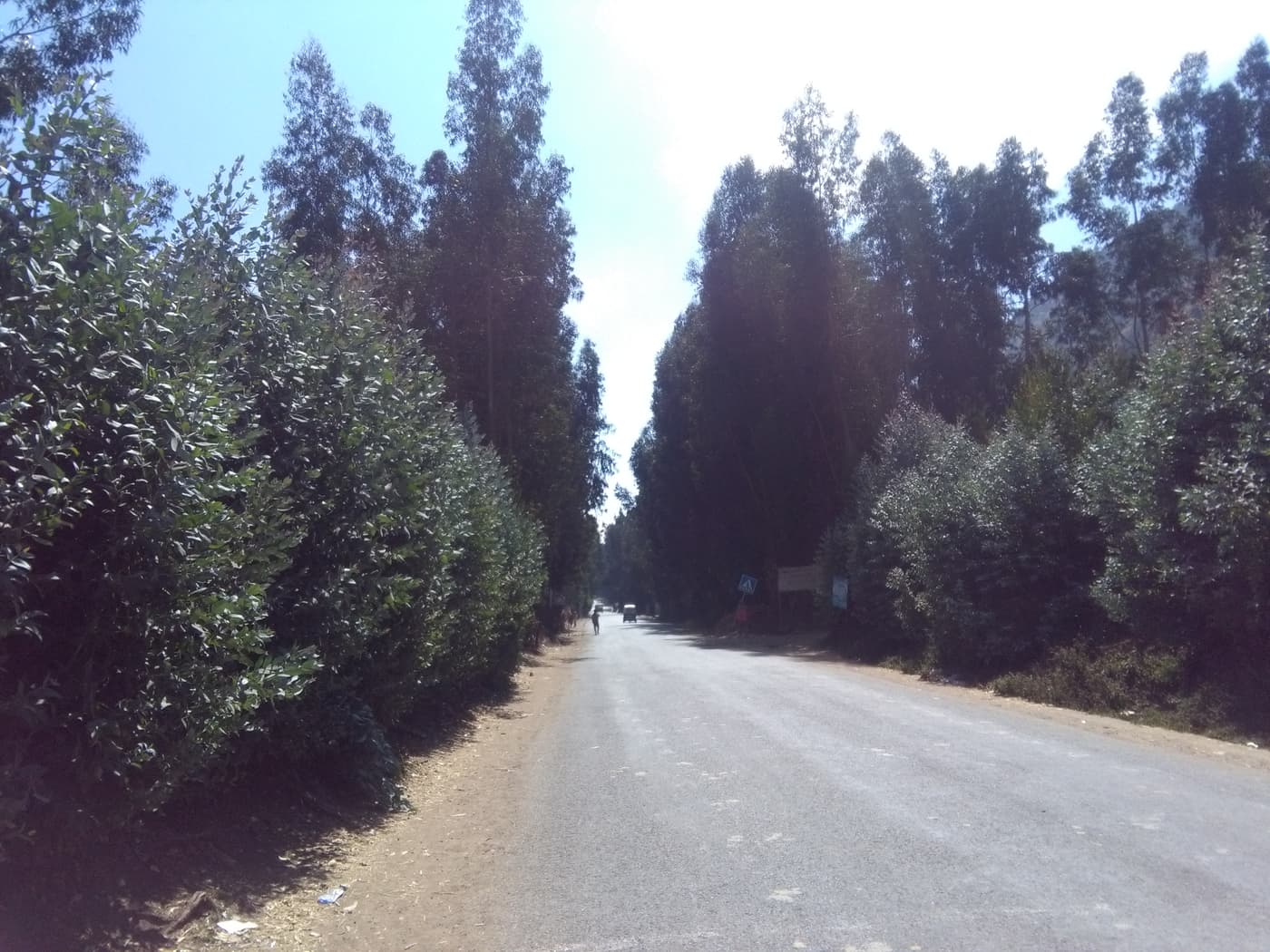 Eucalyptus plantations in Ethiopia