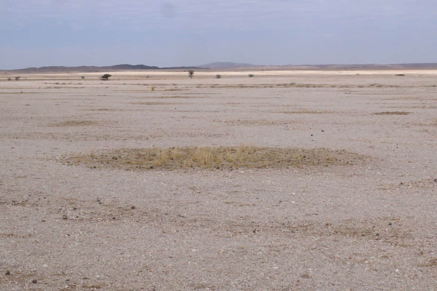 Namib "Reverse" Fairy Circle
