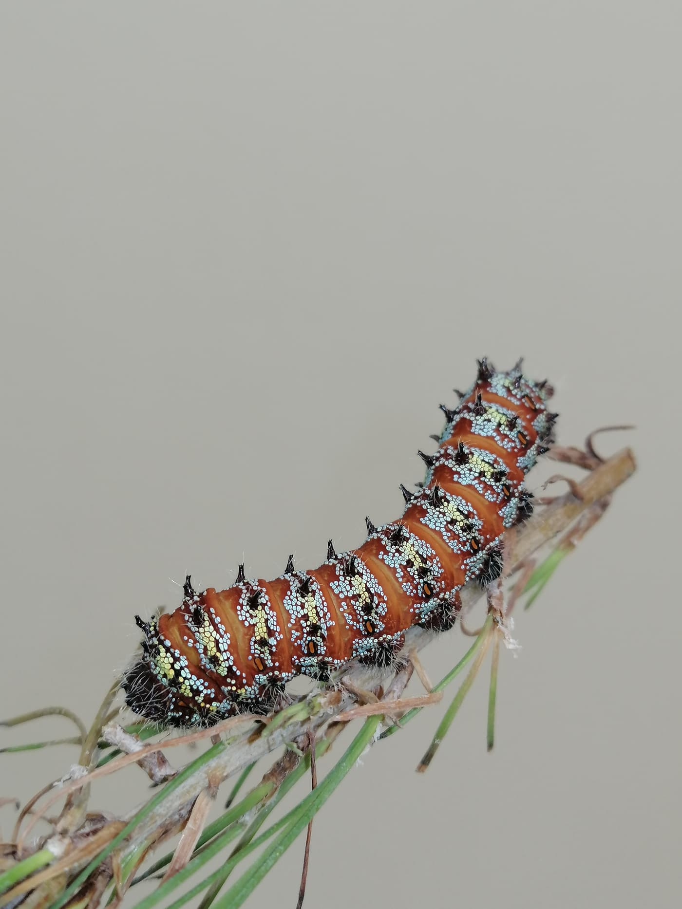 Pine Emperor larva
