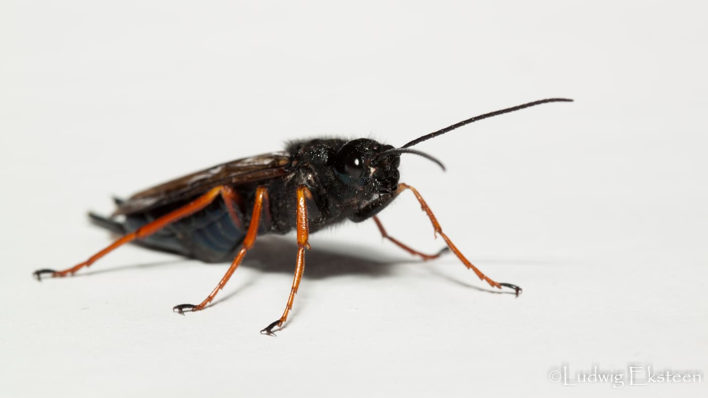 Sirex noctilio Female