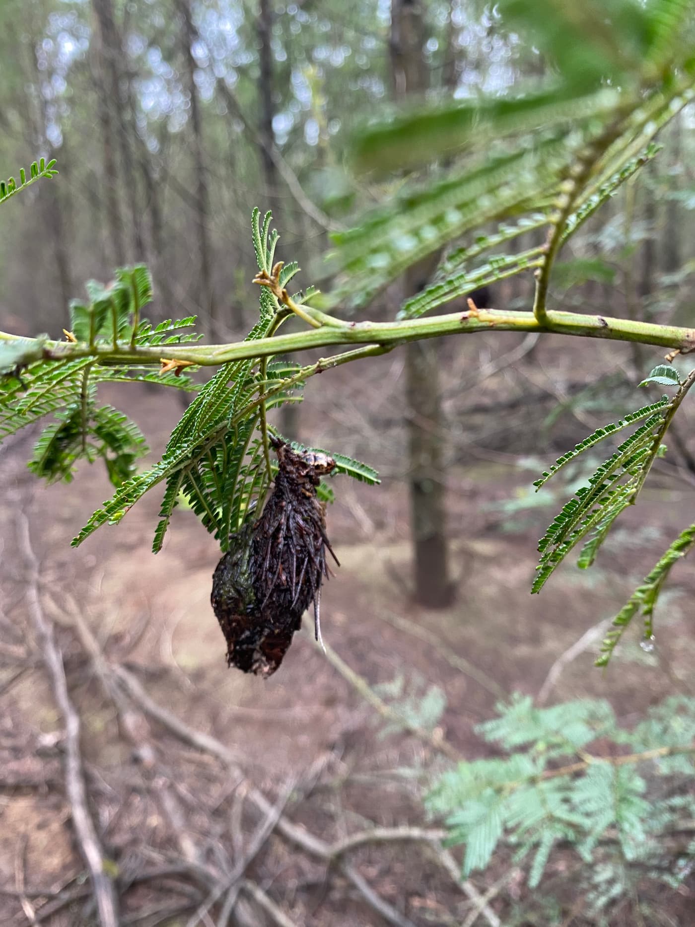 Wattle Bagworm larva