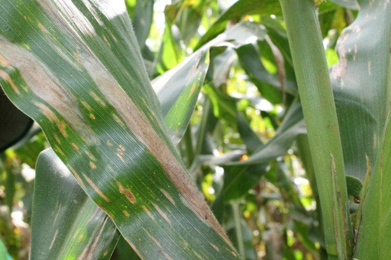 Cereal Foliar Pathogen Research Group research group