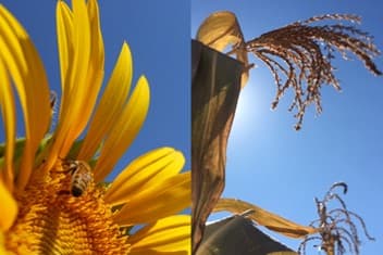 Crop Floral Biology and Environments research group