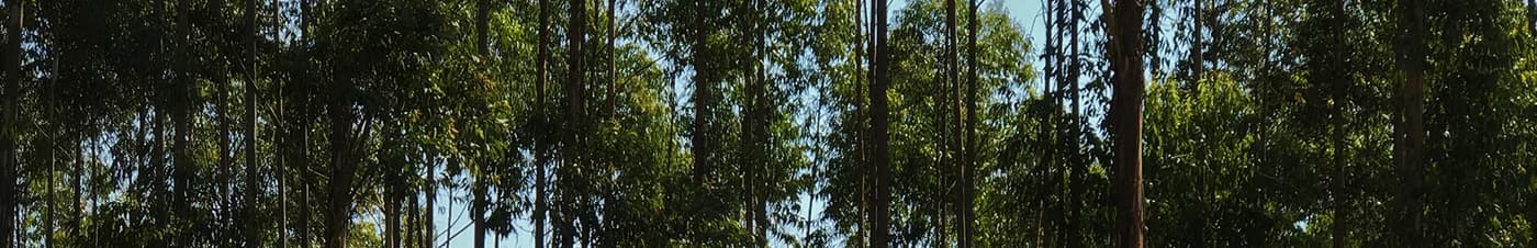 Transcriptional Regulation and Bioengineering of Wood Development research group