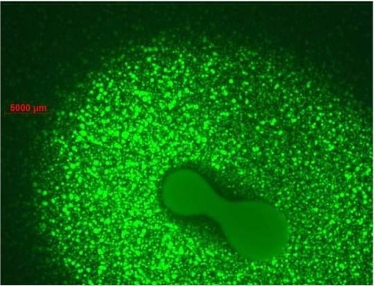 Bacterial Genomics and Plant Pathogen Interactions research group