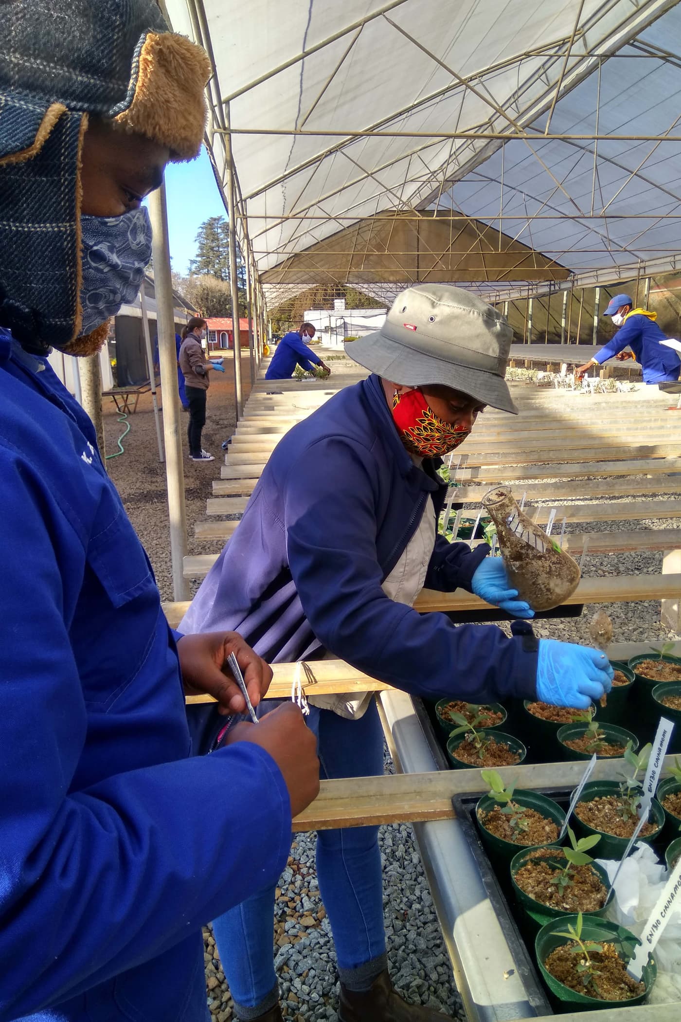 Phytophthora disease resistance trials continue