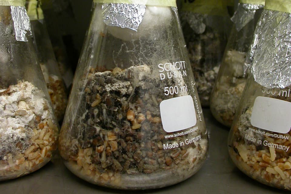 Augmentative biological control of the Sirex woodwasp continues in 2021