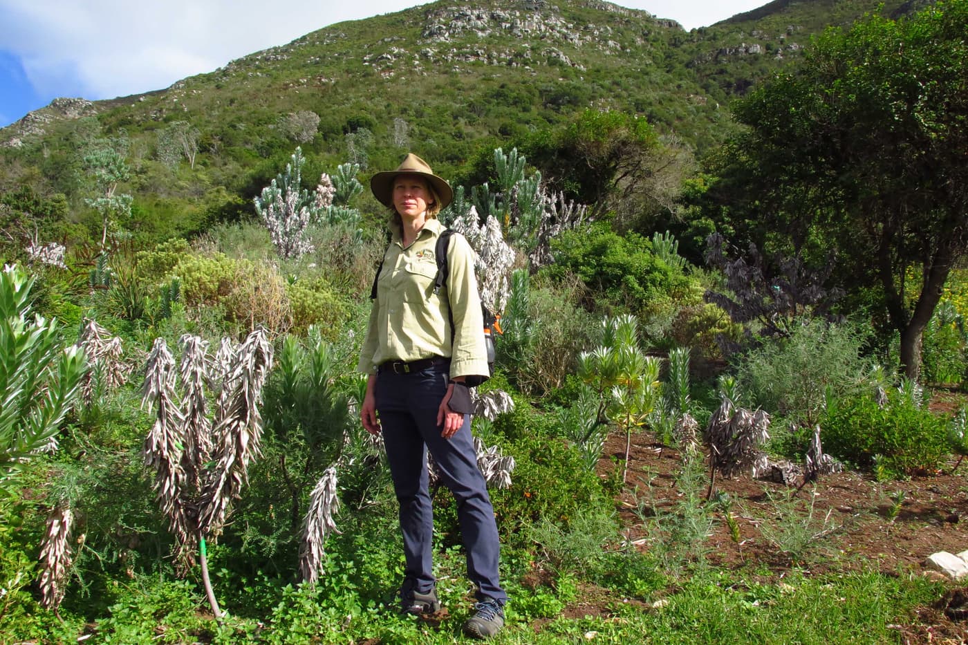 FABI team considers research progress on Phytophthora die-back of Silver trees in Kirstenbosch