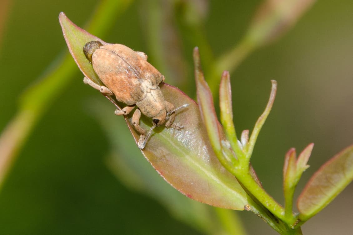 Diversifying the biological control of <i>Gonipterus</i> sp. 2 in South Africa