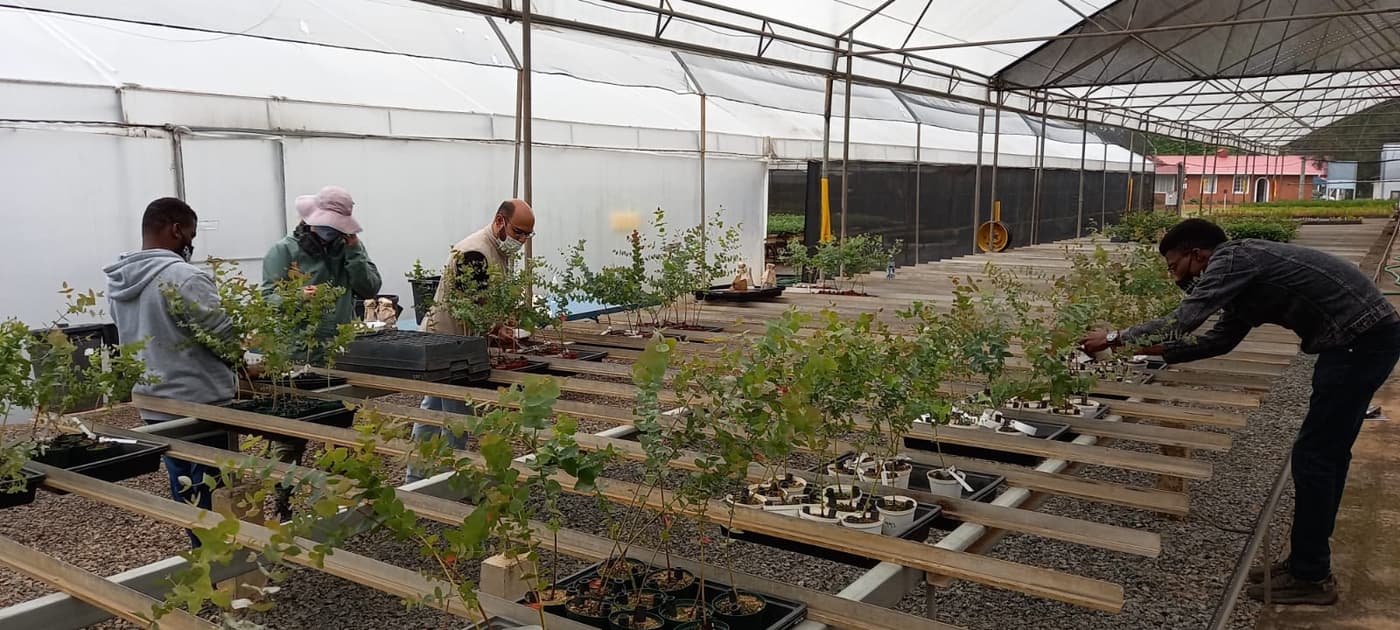 FABI and SAPPI partner for <i>Phytophthora</i> trials