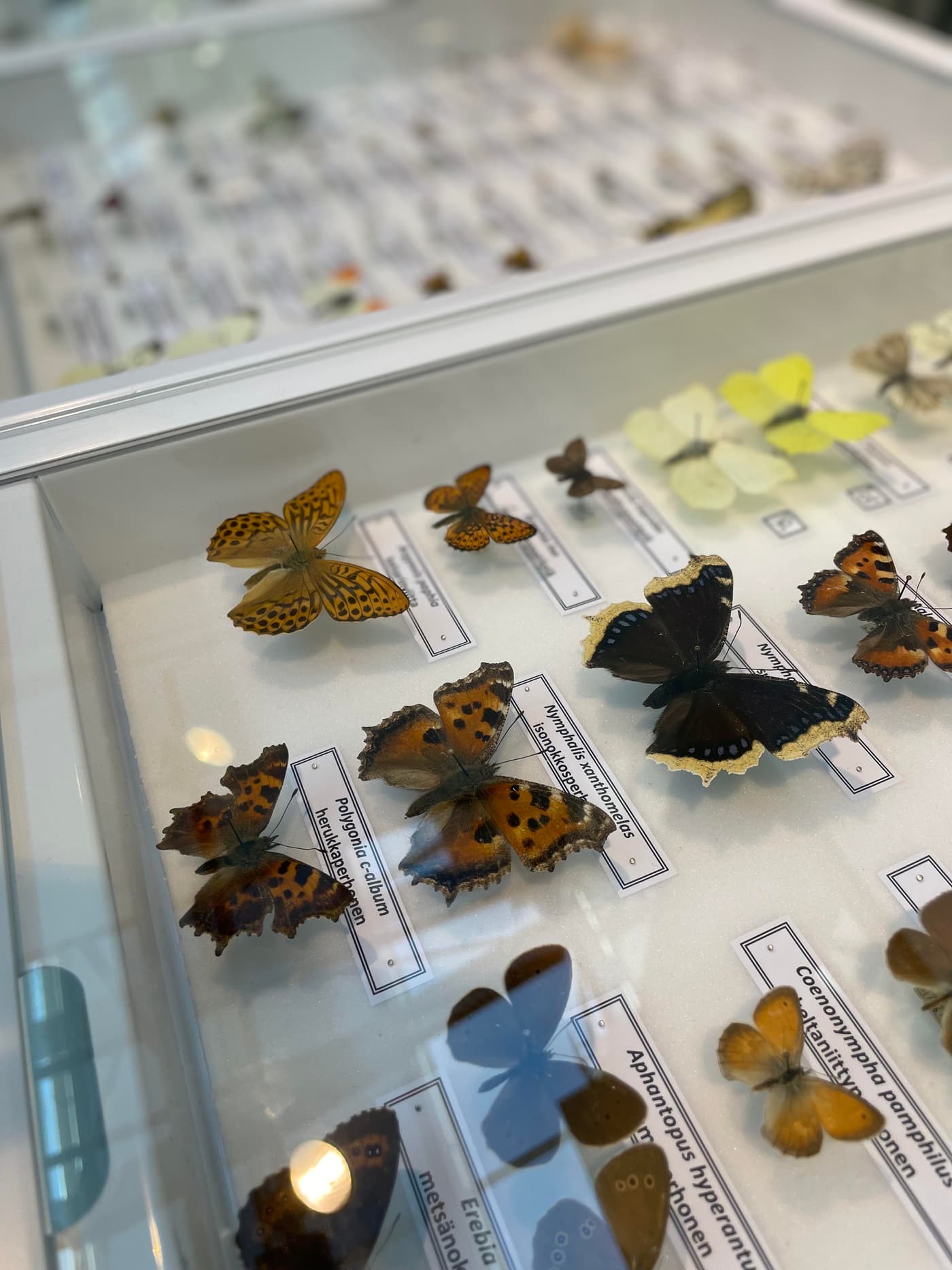 FABIans attend the XXVI International Congress of Entomology in Helsinki