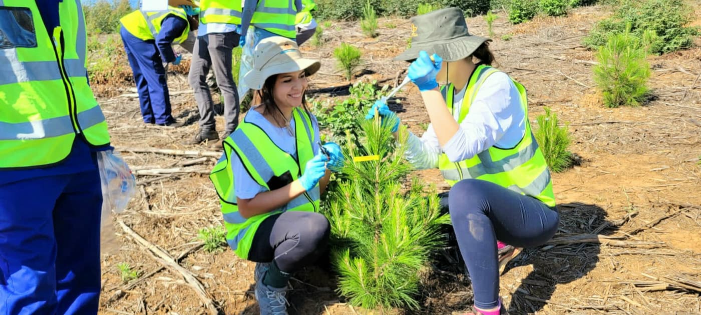 EPPI team performs in-field inoculation of the pitch canker pathogen