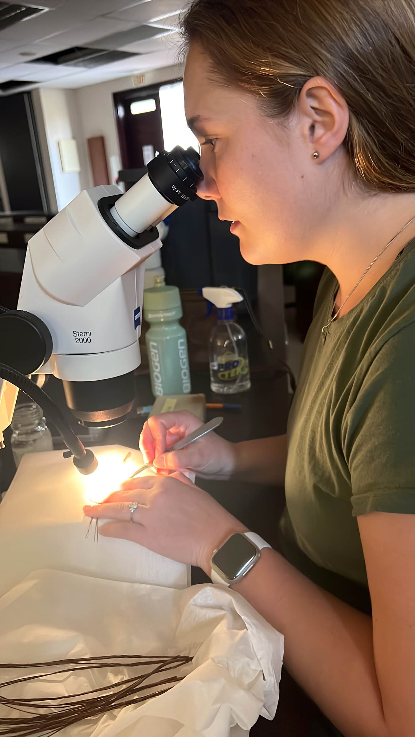 A fungal fiesta: Pine needle pathogen isolation jamboree