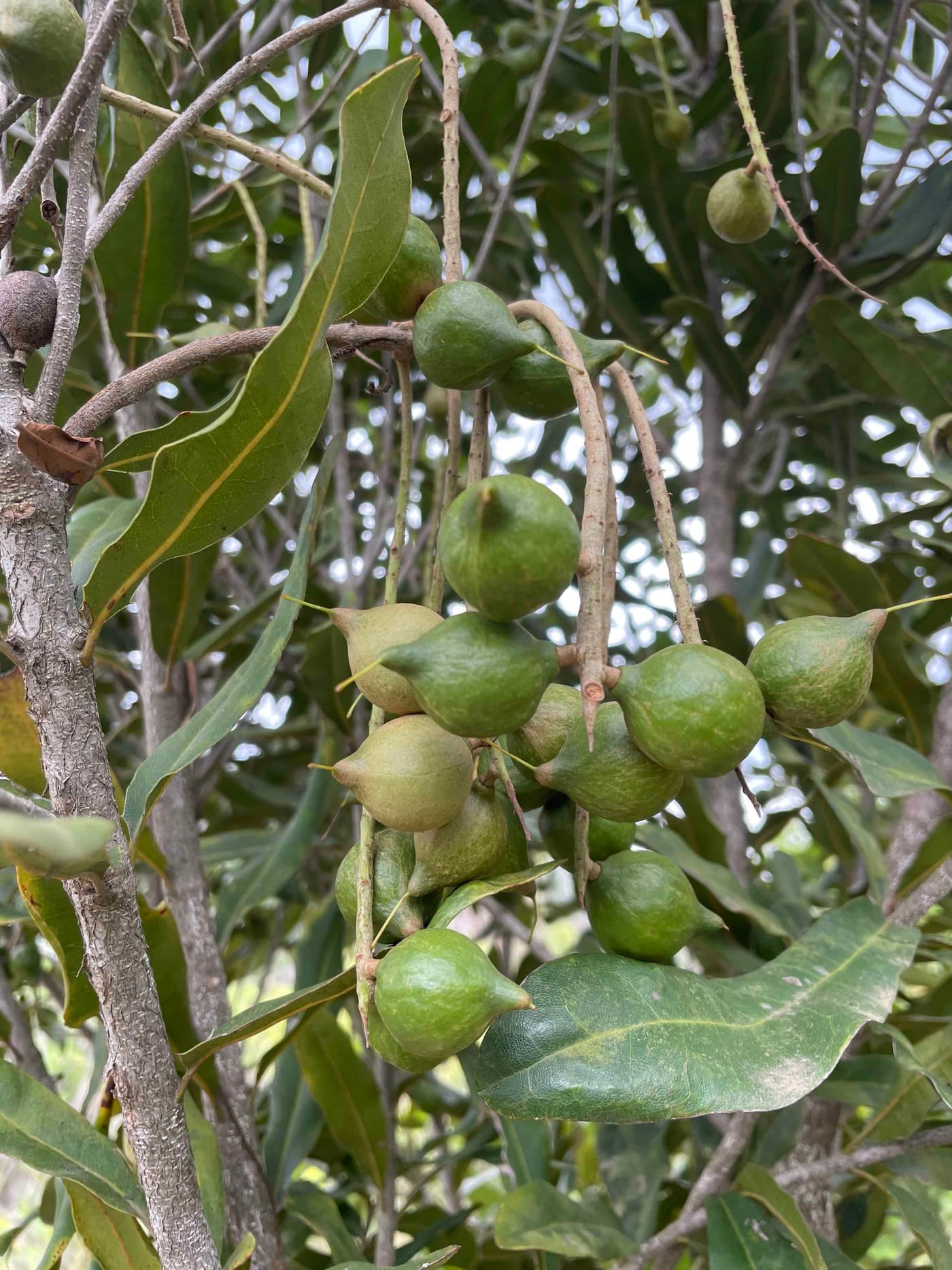 The FMG-EPPI team visit Lochaber Farms for a Macadamia field trip