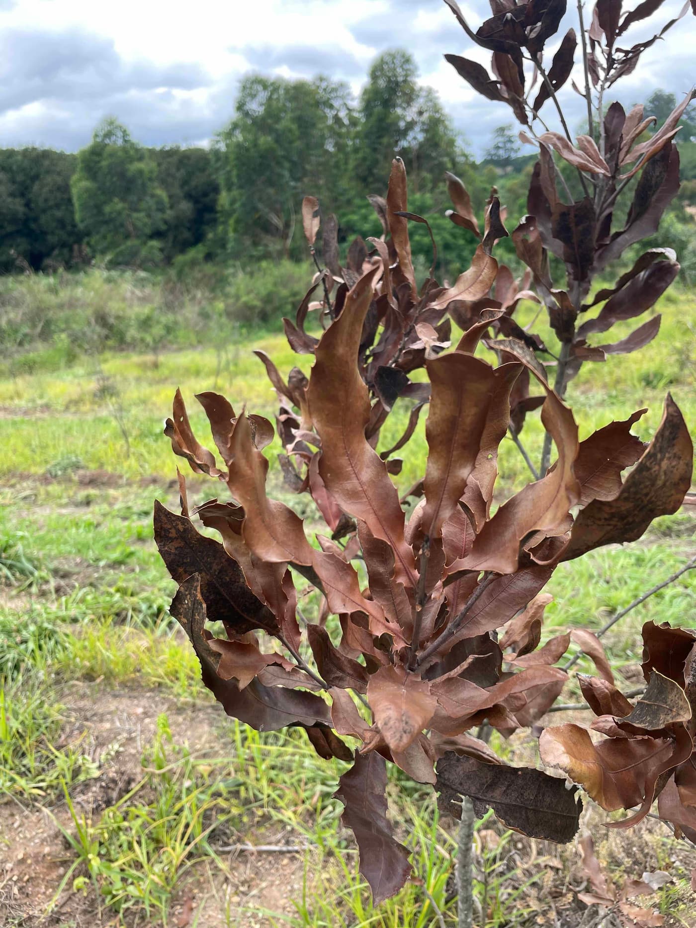 The FMG-EPPI team visit Lochaber Farms for a Macadamia field trip