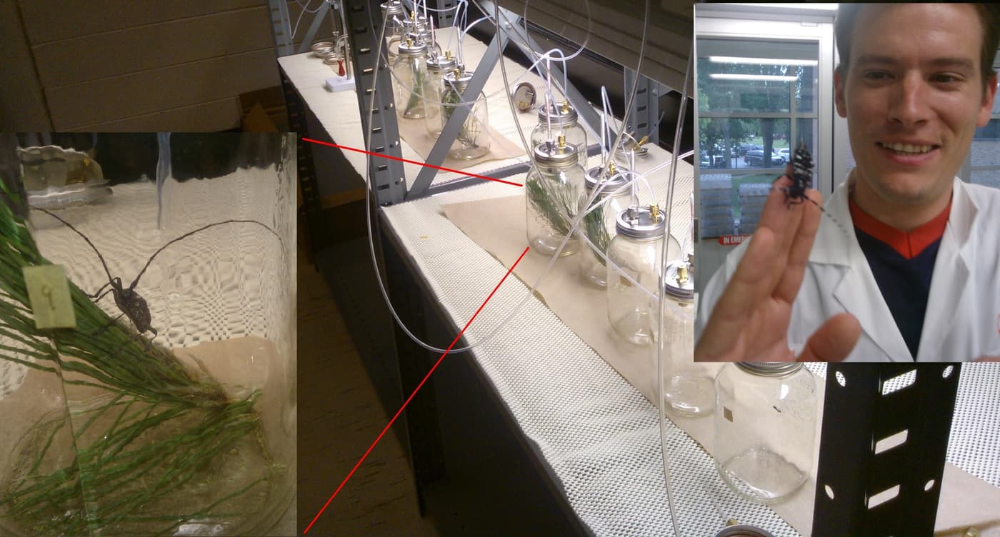 FABI collaborates with researchers of Natural Resources Canada