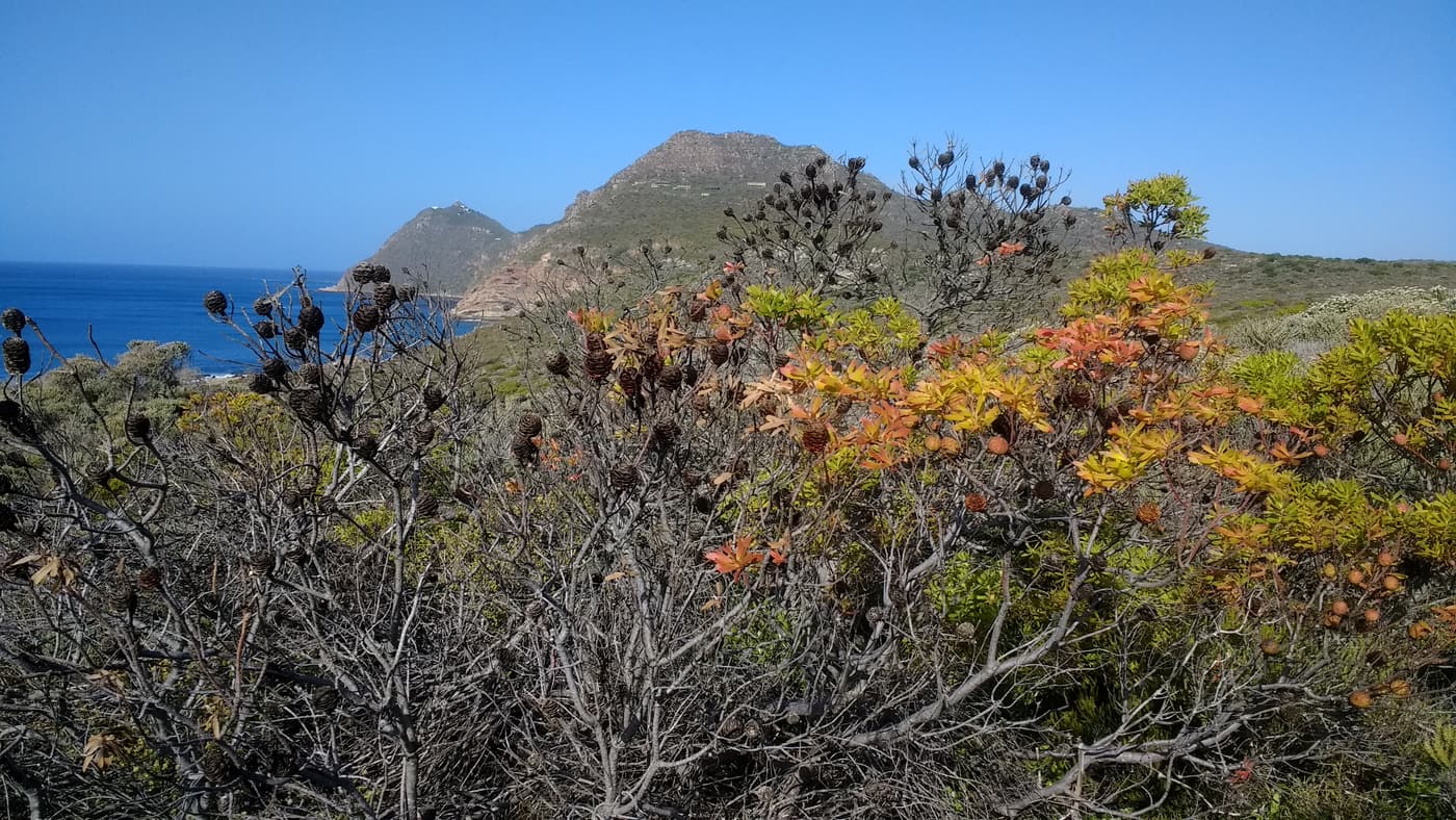FABI engages youth from Philippi in research at Cape Point