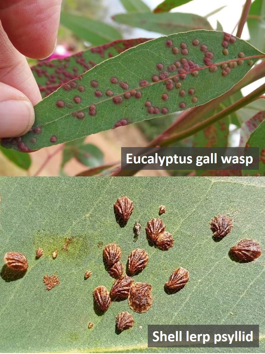 Keep a lookout for these Eucalyptus pests