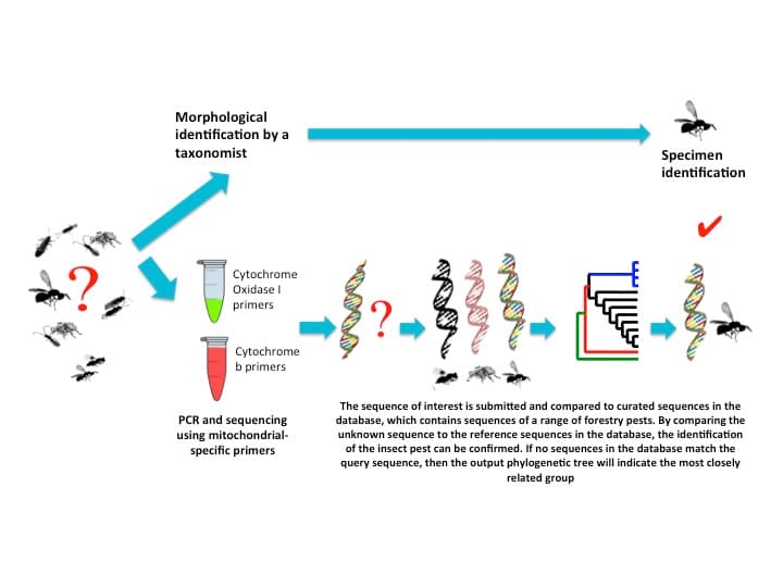 An online DNA sequence database to support forest-pest management
