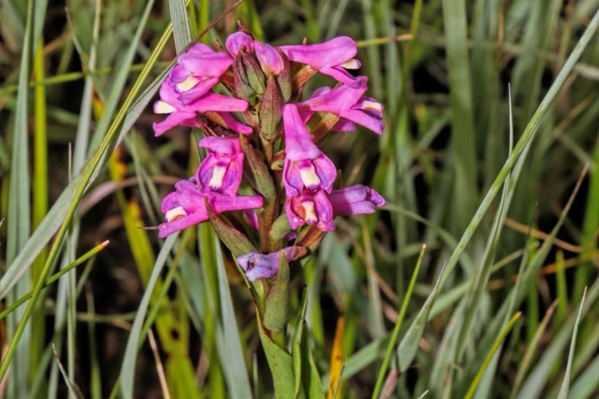 FABIans attend orchids conference
