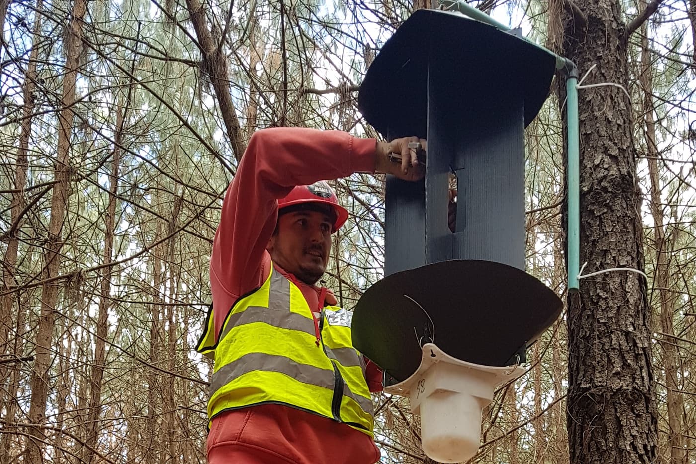 FABI chemical ecology field trials planned for 2019 and 2020