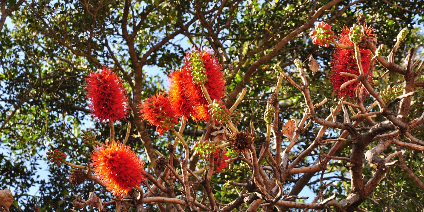 Greyia sutherlandii, Drakensberg